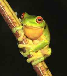 117-Litoria chloris